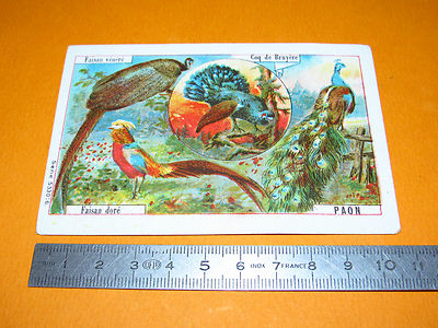 CHROMO BON-POINT ECOLE 1900-1914 CHAT PAMPAS VERMIFORME FELINS ANIMAUX MAMMIFERE 
