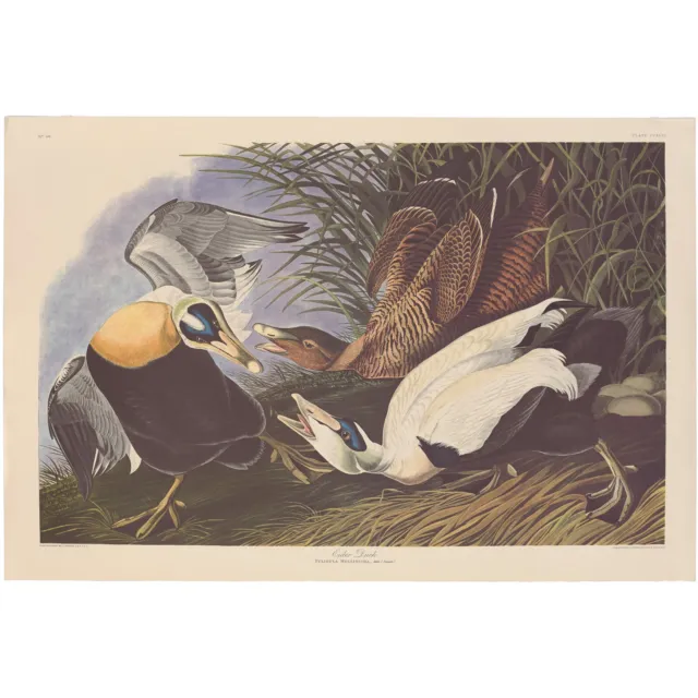 Audubon Amsterdam Ed Dbl Elephant Folio lithograph Pl  246 Eider Duck