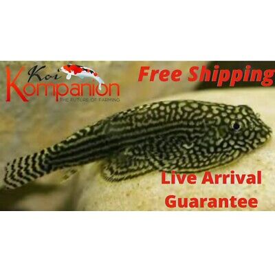 3/6/12X Hillstream Loach Aquarium Koi Kompanion Free Overnight Shipping