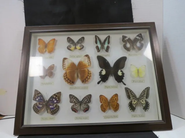Collection of 12 Taxidermied Butterflies Framed In Framed  Specimen Mount