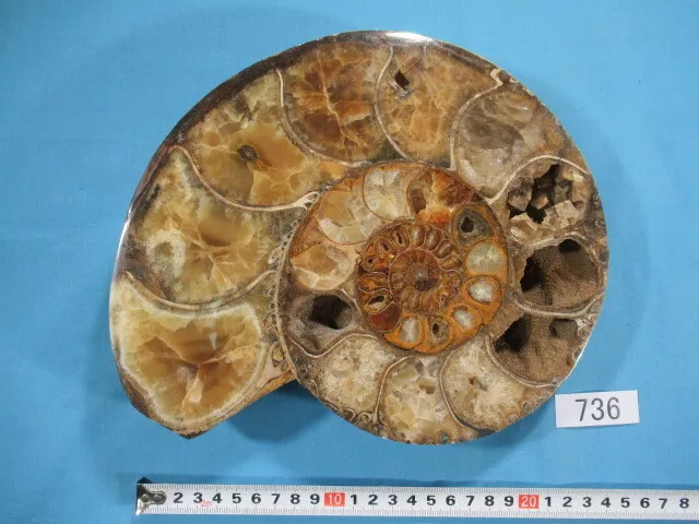 Cross section of ammonite   23 cm   Calcitification   One piece on one side