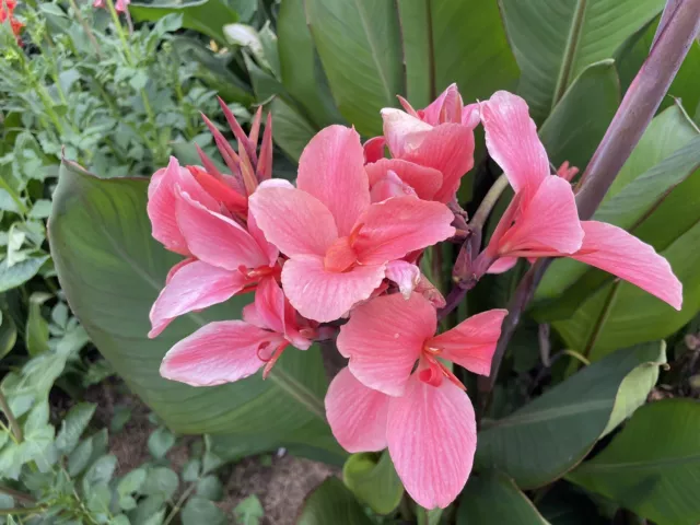 Canna Montessori gle ,Perennial , My hybrid .