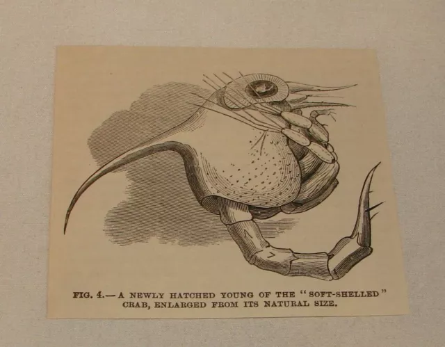 1887 magazine engraving ~ NEWLY HATCHED YOUNG OF SOFT SHELLED CRAB