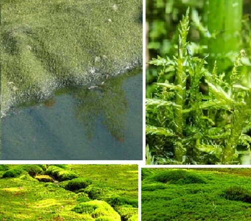 SPIESSMOOS IMMERGRÜNE PFLANZEN Sumpfpflanzen für den Teich Teichpflanze