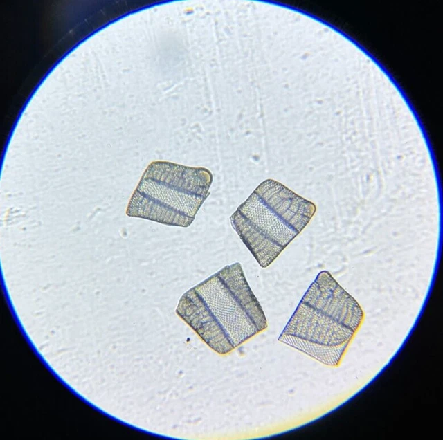 Antique A.C. Cole Microscope Slide Diatom Isthmia Nervosa California