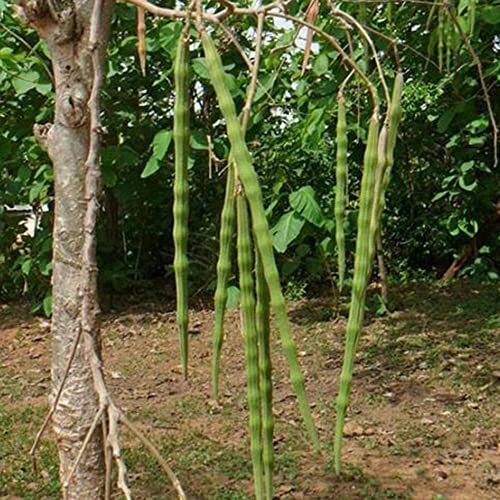 Moringa Seeds for Planting Perennial Horseradish Tree Seeds Miracle Tree Mori...