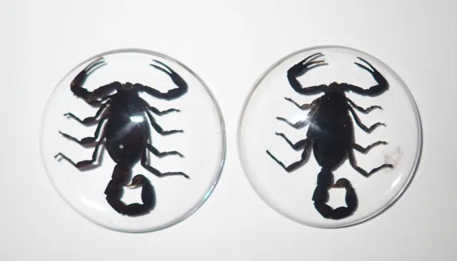 Insect Cabochon Black Scorpion Specimen Round 38 mm Clear 2 pieces Lot