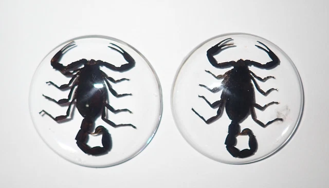 Insect Cabochon Black Scorpion Specimen Round 38 mm Clear 2 pieces Lot