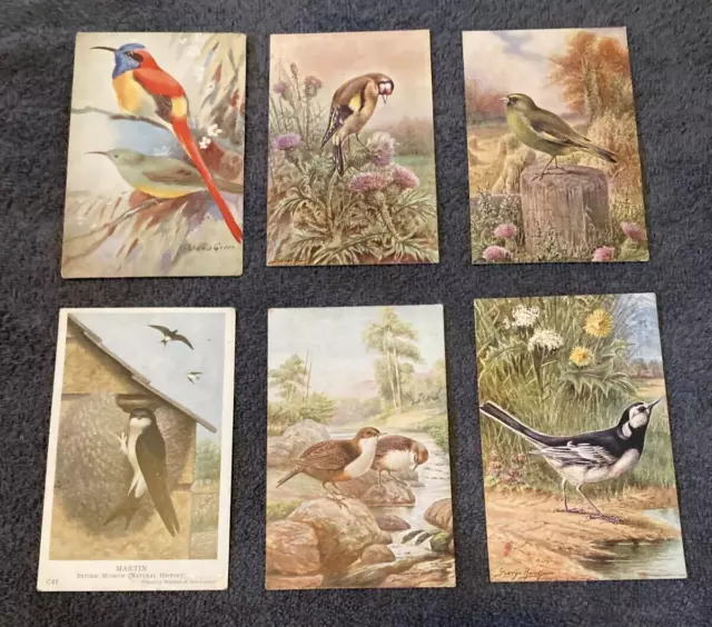 Vintage Postcards. Bird Ornithology Collector Interest. X6 #2