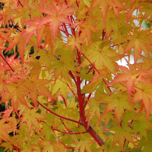 Acer Palmatum Sangokaku -  Hardy Deciduous Plant in a 12cm Pot