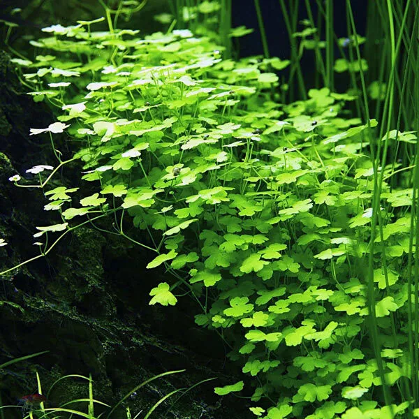 Hydrocotyle tripartita