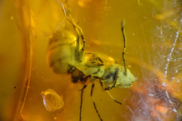 Genuine baltic amber stone with ANT fossils insects inclusions 0.8 grams