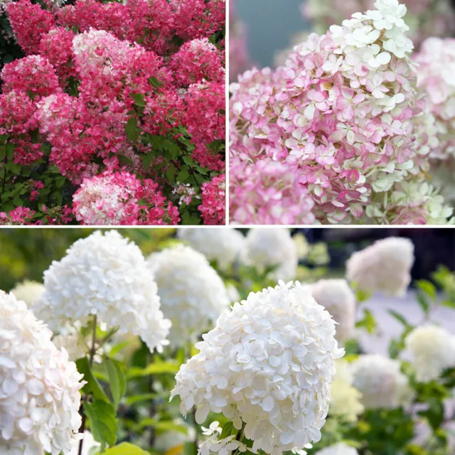 3 x Hydrangea Paniculata Plant Collection in 9cm Pots Pink White Red Flowers