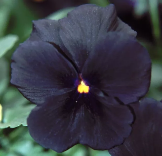 Viola black plug plants garden flowers hardy perennial pansy pot patio pack of 3