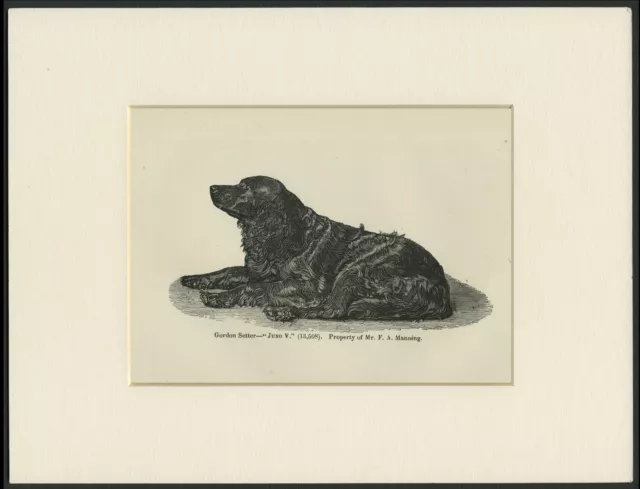 Gordon Setter Old Antique Named Dog Engraving / Print Mounted Ready To Frame