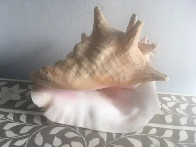 Large conch shell, approx 9" long.