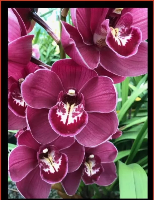 OoN Cymbidium Orchid Alexandras Fury 'Clontarf' (DW273)  68mm sq Pots