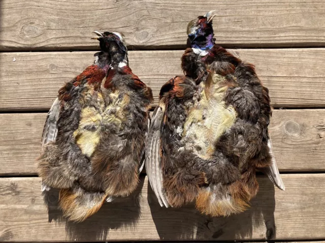 2 Rooster RINGNECK PHEASANT SKINS 2 Wings FLY TYING Materials CRAFTS Fly Fishing 2