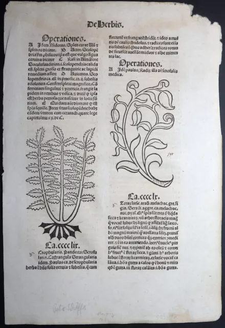 Meydenbach Hortus Sanitatis Inkunabelblatt Herbis Gart Der Gesundheit Mainz 1491