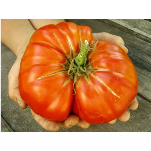 POMODORO LIBANESE GIGANTE, 50 semi  + OMAGGIO