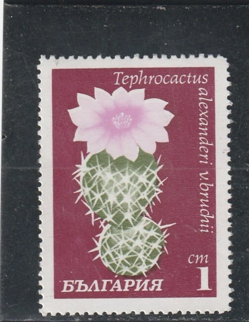 L5825 BULGARIE Timbre N° Y&T 1770 de 1970 " Tephrocactus alexanderi v  " Neuf**