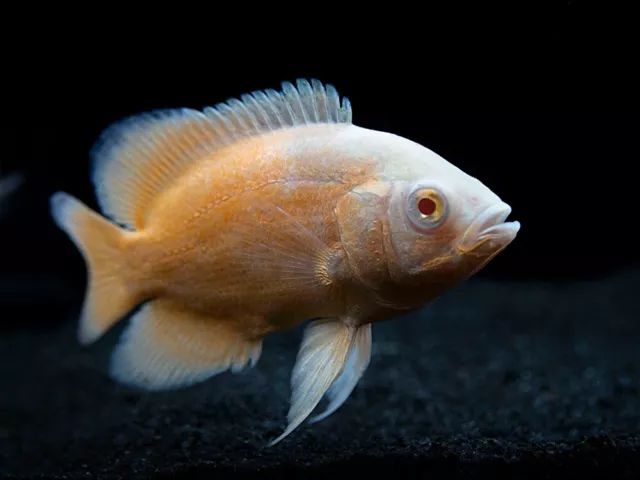 1 Albino Red Oscar - 3”-4” - Beautiful Oscar Cichlid !