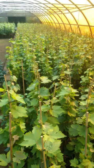 Vitis vinifera Souvenir Datteltraube Weinrebe Tafeltraube Weintraube Winzersorte 2