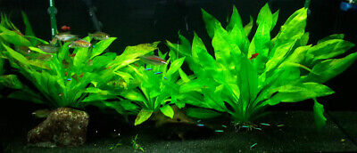 *BUY 2 GET 1 FREE* Amazon Sword Echinodorus Bleheri Easy Live Aquarium Plants ✅ 3