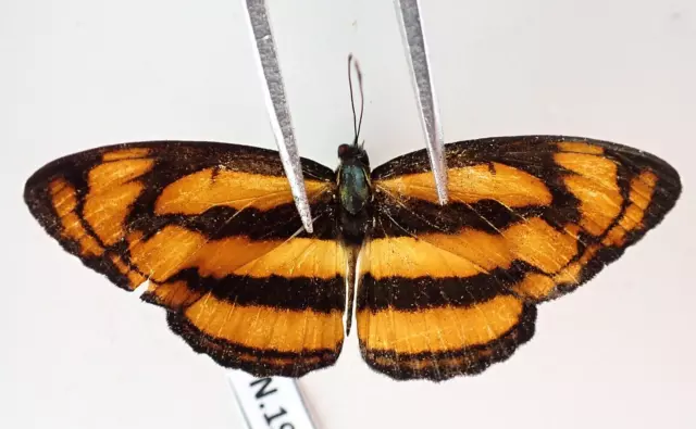 N19102. Unmounted butterflies: Nymphalidae sp. Vietnam. Nghe An