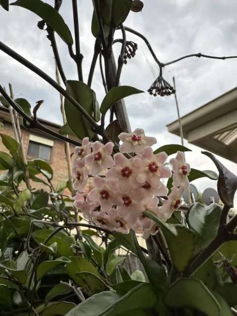 Hoya Carnosa Wax Flower Plant Cutting With 4 Leaves On Stem 2