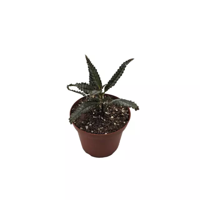 Pilea hitchcockii - Rare Plant - Terrarium / House Plant