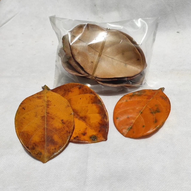 Natural Ceylon Dried Jack Fruit Leaf Organic Bio Shrimp Aquarium 100Pcs Leaves