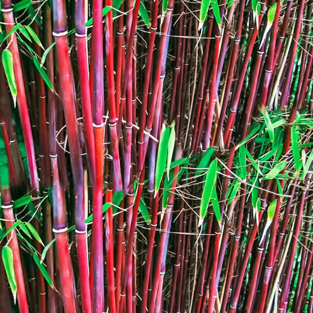 Fargesia Asian Wonder Hardy Non-Invasive Bamboo Garden Plant Screening