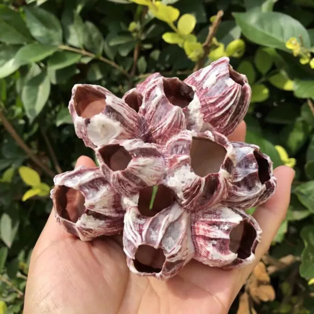 Natural Barnacle Coral Fish Tank Aquarium Pond Shrimp Shelter Home Decor Shelter