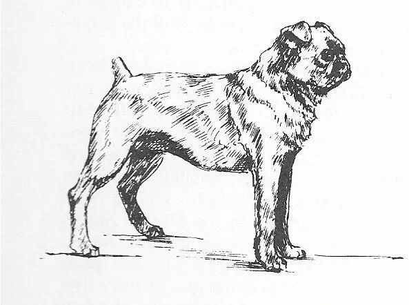Brussels Griffon #3 - CUSTOM MATTED - 1963 Vintage Dog Art Print 0507 CLD
