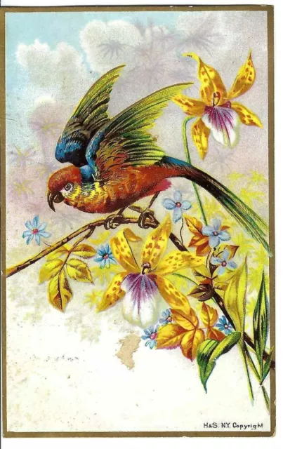 AM-245 IL Unrivaled Baking Powder Griswold's Parrot Bird Victorian Trade Card