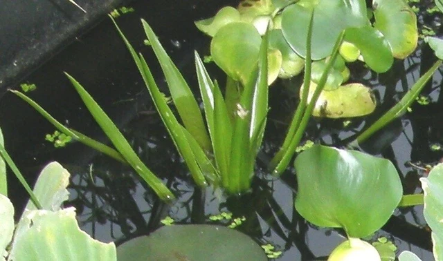 10 KREBSSCHEREN, STRATIODES aloides winterharte Schwimmpflanzen für den