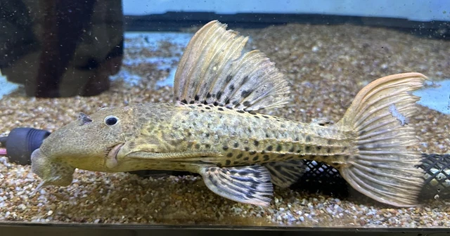 XL L273 Titanic Pleco 10”+ -Live Freshwater Tropical Aquarium Fish