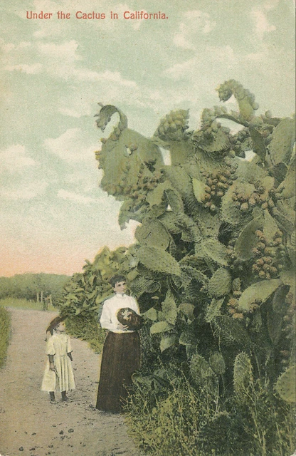CA * Under the Cactus in California c1907 * Newman Post Card Co.