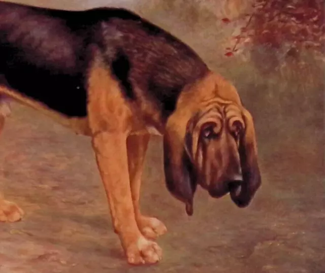 Original 1911 Antique Bloodhound Color Print 8.5x7.25"
