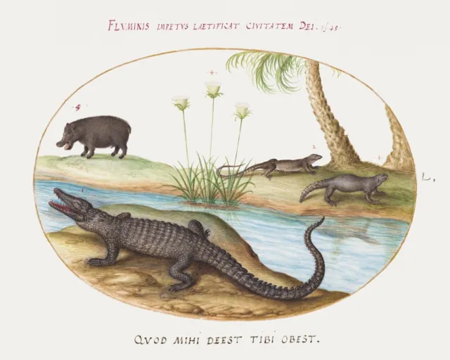 14223.Decor Poster.Room wall art design.Renaissance nature drawing.Alligator