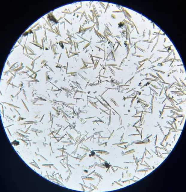 19th c J.D. Moller Microscope Slide Diatom A Mar Frisia Endostaurum Crucigeruno