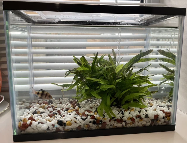 fish tank