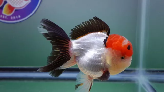 Live Fancy Goldfish Tricolor Rosetail Oranda Male