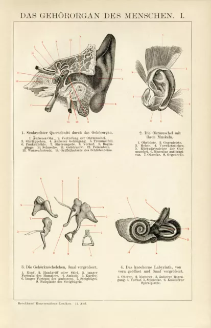 Gehör Mensch Anatomie Ohr historische Bildtafel antike Grafik Holzstich ca. 1892