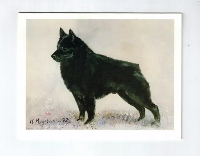 New Schipperke Pet Dog Profile Notecard Set 12 Notecards By Artist Ruth Maystead