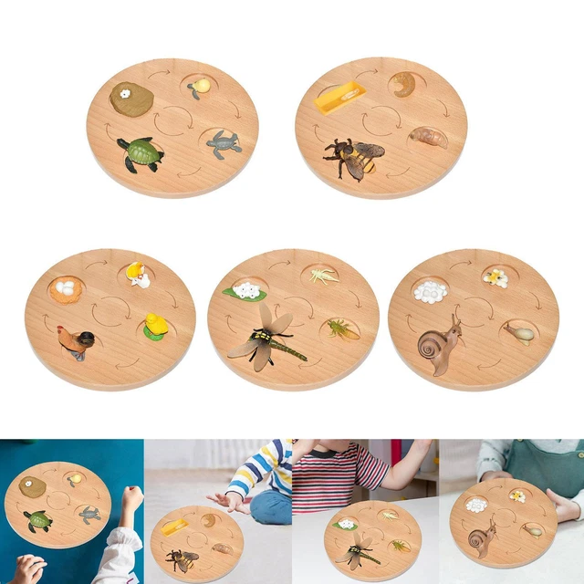 LIFE CYCLE BOARD Preschool Cognitive Toy Realistic Biology Science