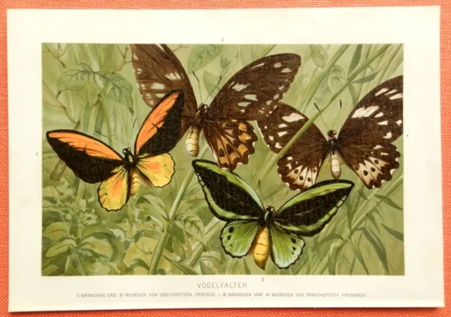 Vogelfalter Ornithoptera Croesus Pronomus  Schmetterlinge Lithographie 1890