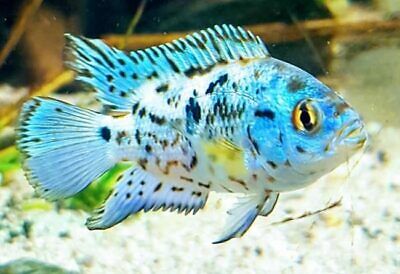 3x Electric Blue Dempsey (0.75"-1.25") Live Fish 2Day Fedex Shipping