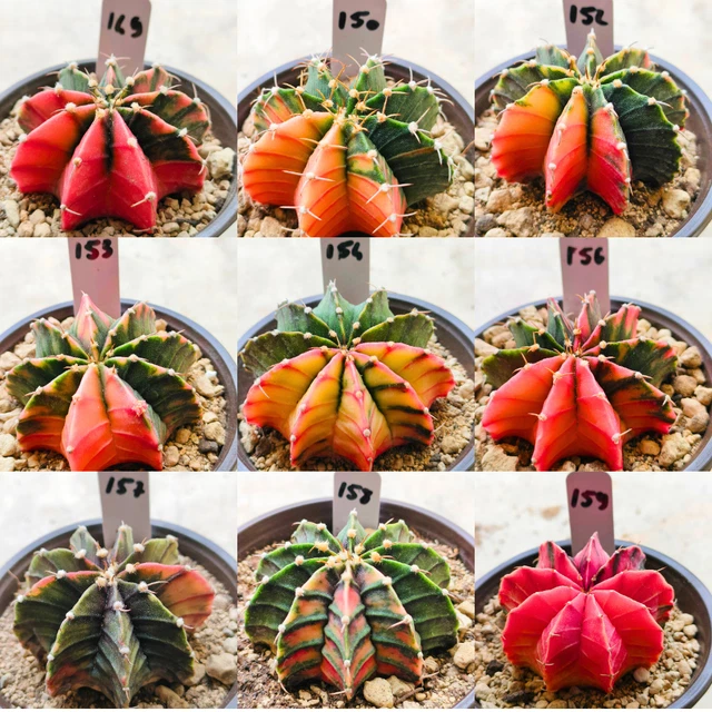 Semi Di Erba Per Cani R&R SHOP - Mix Europeo A Crescita Rapida, 150gr, Per Digestione E Benessere - Foto 12